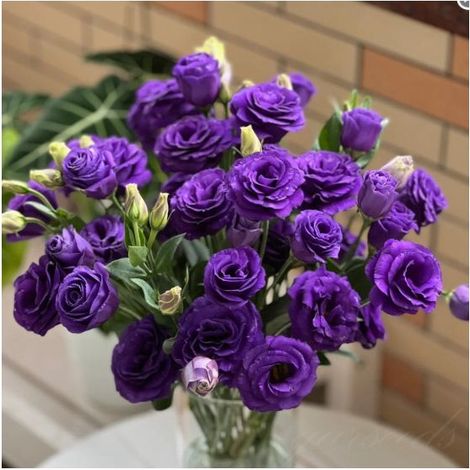 500 graines de lisianthus violet - Floraison originale et colorée, facile à cultiver, idéal pour jardin et pots décoratifs (1/4)