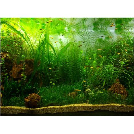 Fond Aquarium - Adhésif PVC Herbe Aquatique - Pour Décoration Intérieure Aquarium Poissons - 76 x 30 cm (1/5)
