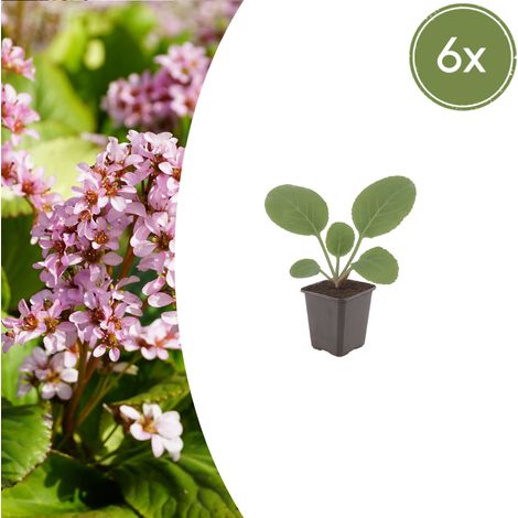 Lot de 6 Bergenia cordifolia - Plante des savetiers Vivace Couvre-sol Persistante - Ø9cm 10-25cm - PANGIVO (1/5)