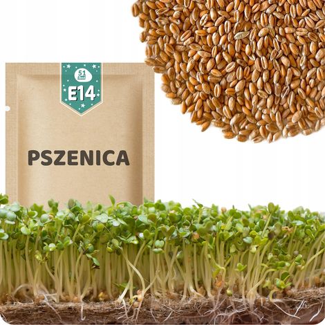 51Seed E14 SEMI DI GERMOGLI DI GRANO 50G