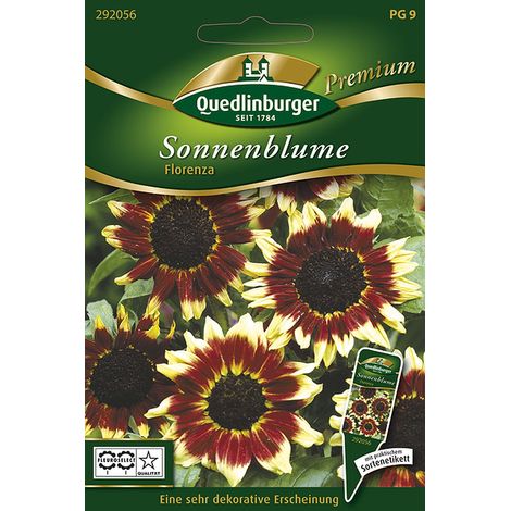 Quedlinburger Saatgut – Tournesol « Florenza » – Graines de fleurs, anneau rouge-brun, hauteur env. 120 cm