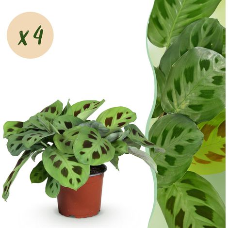 Lot de 4 Plantes d'Intérieur Maranta Fascinator Kerchoveana Plante de Prière Pot Ø 12 cm H 30-35 cm - PANGIVO (1/5)
