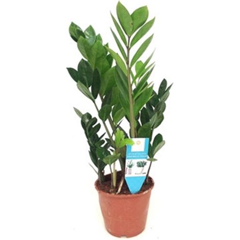 Planta de Zamioculcas. Planta del Dinero. en Maceta M15