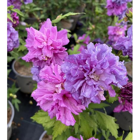 Gardenaria Ibisco - Hibiscus 'Syriacus French Cabaret Purple' - Arbusto ornamentale da giardino - Altezza: 40/60 cm (vaso19) (1/2)