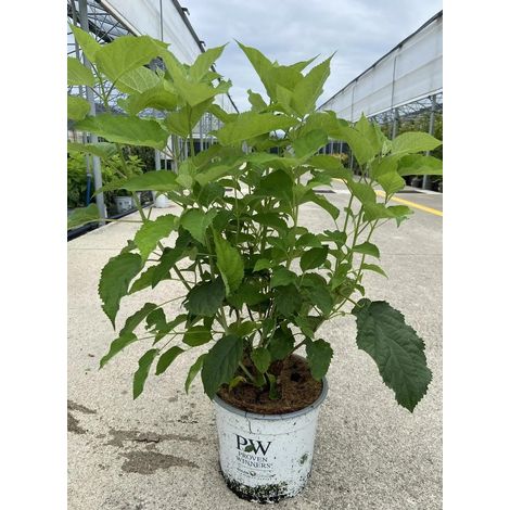 Gardenaria Ortensia - Hydrangea arborescens 'Annabelle' - Pianta acidofila ornamentale da esterno - Altezza: 30/40 cm (vaso18) (1/3)