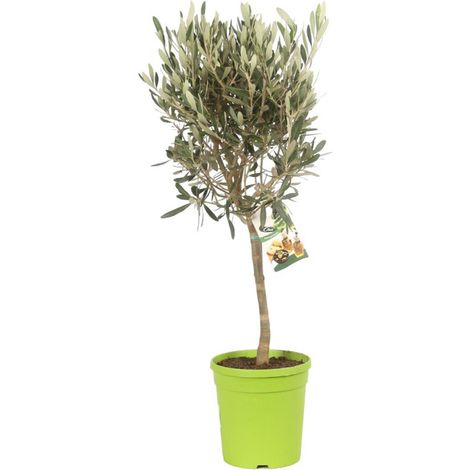 Olivier Olea europaea MINISTAM Pot 16cm