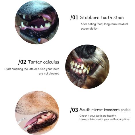 Détartreur dentaire chien à double tête en acier inoxydable avec angles variés pour nettoyage des dents canines (1/5)
