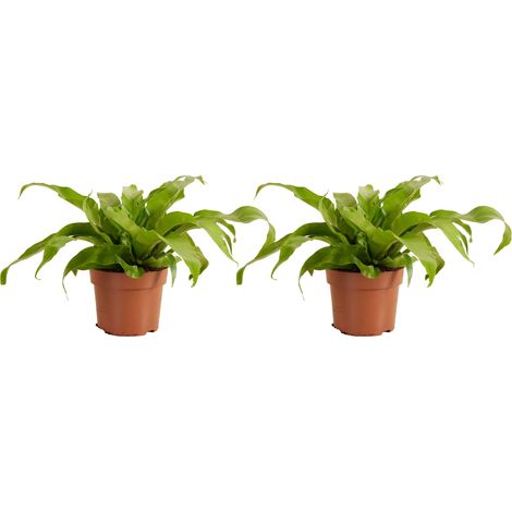 Bloomique - Lot de 2 - Asplenium Antiquum - Fougère nid d'oiseau - Plantes d'intérieur - Purificateur d'air - Convient aux animaux - 20-30 cm de hauteur - Pot de 12 cm