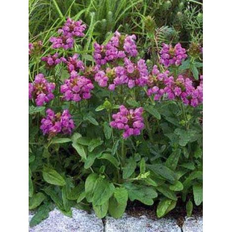 Brunelle, Prunelle 'Bella Deep Rose' Godet de 7/8 cm
