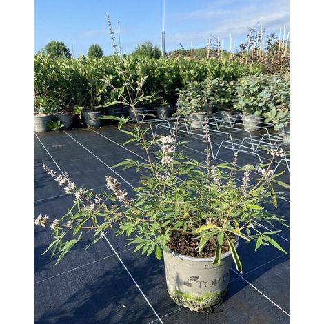 Gardenaria Vitex agnus-castus 'Galactic Pink' - Arbusto ornamentale da giardino - Altezza: 40/50 cm (vaso18) (1/5)