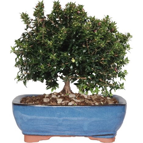 Bonsai Mirto - Bonsai Myrtus Communis - H 23-30 cm Vaso Ø 21 (1/3)