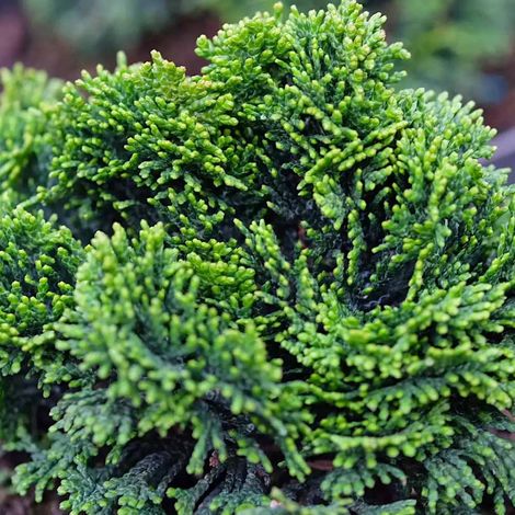1 PIANTA DI CHAMAECYPARIS OBTUSA NANA GRACILIS VASO 17CM CONIFERA