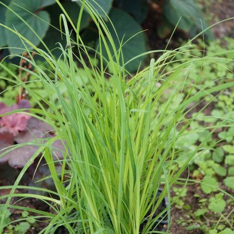 Laîche Aiguë, Carex/Godet