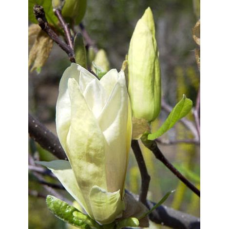Magnolia 'Yellow Lantern' Pot de 6L/7L