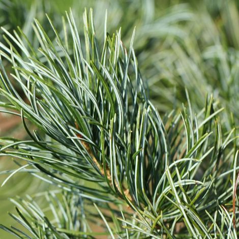 Pin Tempelhof - Pinus parviflora Tempelhof 20/40cm Pot 5L (1/4)