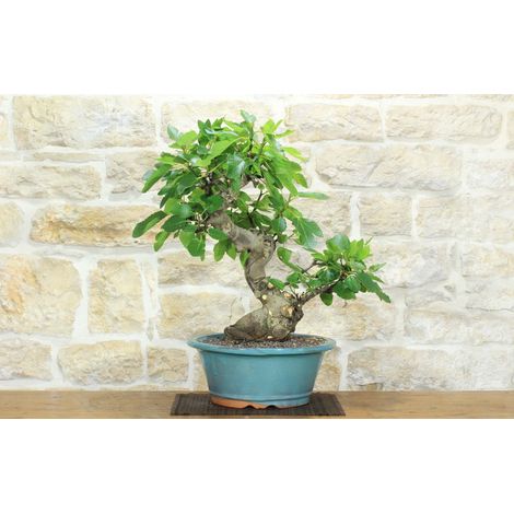 Bonsai di Fico (89) (1/5)