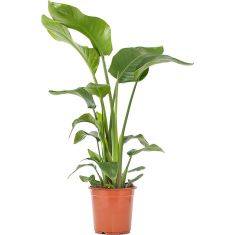 Bloomique - Strelitzia Nicolai - Plante oiseau de paradis - Fleurs de paradis - Plante d’intérieur - Dépolluante - Facile à entretenir - Pot 21 cm - Hauteur 90-110 cm