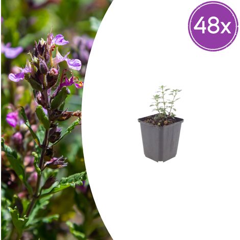 Lot de 48 Teucrium lucidrys Germandrée Persistante pour Bordure et Rocaille 10-25 cm Ø 9 cm - PANGIVO (1/5)