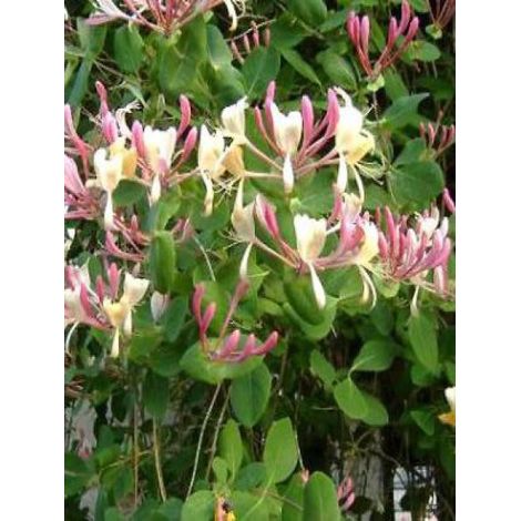Chèvrefeuille des Jardins Pot de 1,5L/2L (1/3)