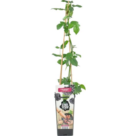 Bloomique - Rubus Fruticosus 'Thornfree' - Mûrier - Plantes fruitières - Plantes de jardin - Résistante à l'hiver - ⌀14 cm - Hauteur 60-70cm