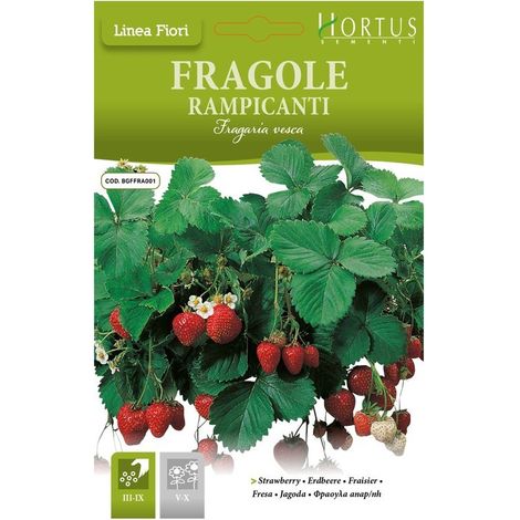 Fragole Rampicanti für vertikale Gärten