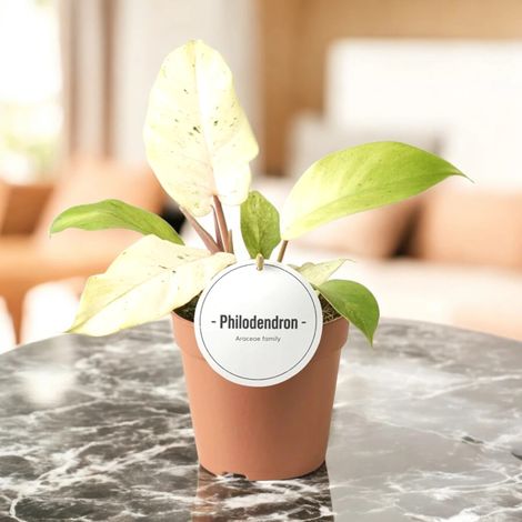 Gardenaria Philodendron 'Snowdrift' - Pianta da interno ornamentale - Altezza: 30 cm (vaso 12) (1/5)