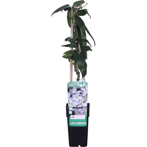 Clematis armandii plante grimpante persistante floraison blanche parfumée pot 15 cm hauteur 65 cm - PANGIVO (1/3)