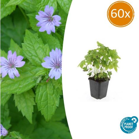 Lot de 60 Géraniums Nodosum Vivaces Couvre-sol Fleurs Violettes Pot Ø9cm Hauteur 10-25cm - PANGIVO (1/5)