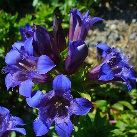 4 x Gentiana septemfida lagodechiana - godet 9x9 cm (1/5)