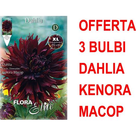 OFFERTA 3 BULBI DAHLIA DINNERPLATE KENORA MACOP XL BULBS