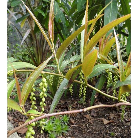 STACHYURUS SALICIFOLIA VASO 17CM (1/2)