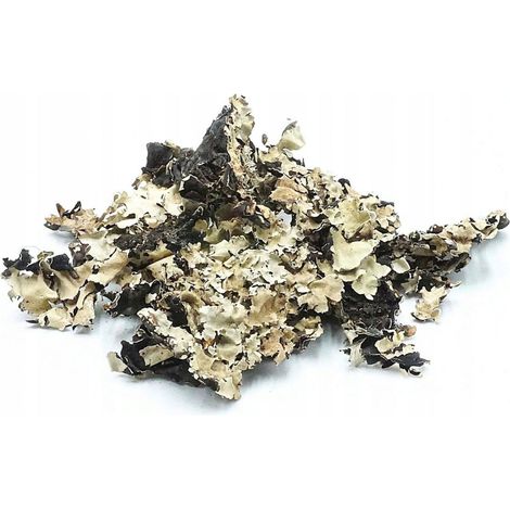Schwarze Flechtenwald-Dekoration im Glas, 25 g (1/5)