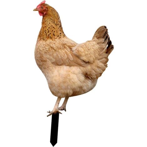 Statue de poule décorative en acrylique, ornement réaliste pour jardin ou cour.-Style B (1/5)