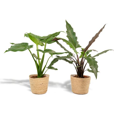 Lot d'Alocasia Cucullata et Lauterbachiana avec panier Plantes d'intérieur H 60-75 cm - PANGIVO (1/5)