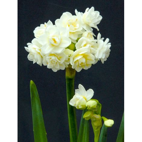 Narcisse multiflore 'Erlicheer' Bulbe calibre 14+ (par 10) (1/2)
