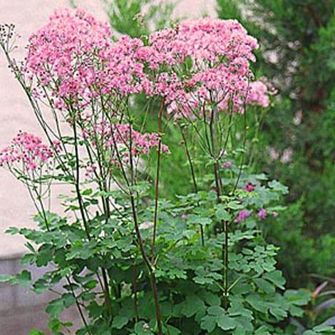 4 x Pigamon - Thalictrum aquilegifolium  - godet 9x9 cm (1/4)
