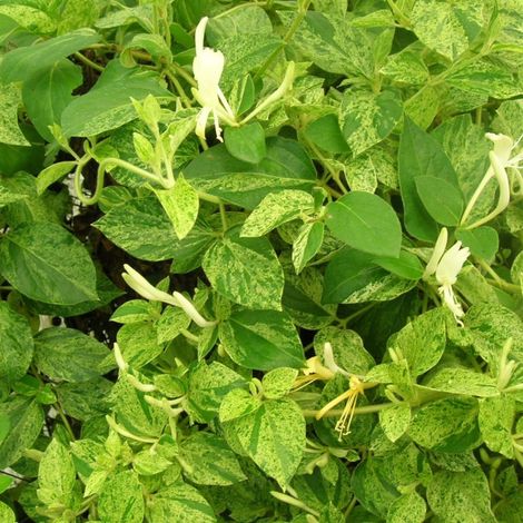 Chèvrefeuille du Japon Mint Crisp®/Pot de 3L - Echelle bambou 60/120 cm (1/2)