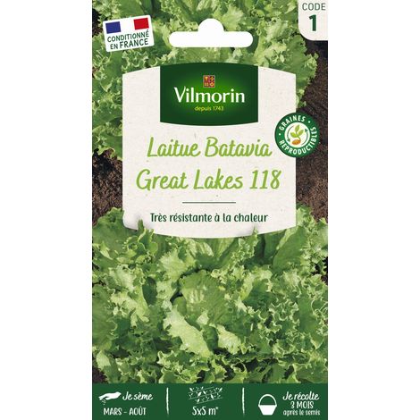Laitue Batavia Great Lakes 119 Vilmorin (1/2)