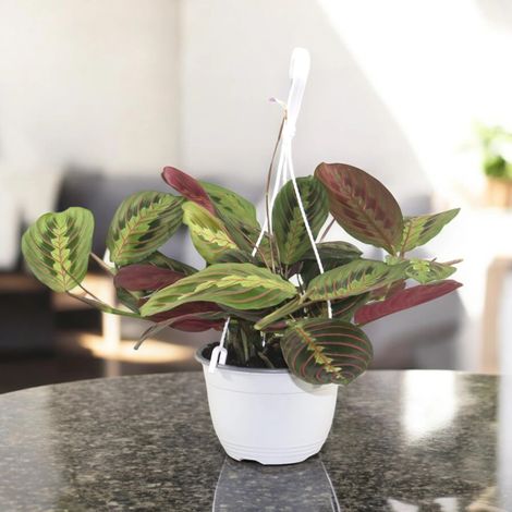 Gardenaria Maranta leuconeura 'Fascinator' - Pianta da interno ornamentale - Altezza: 40 cm (vaso 15) (1/5)