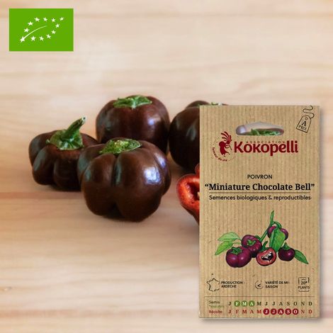 Poivron Miniature Chocolate Bell