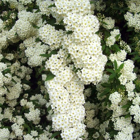 Spirée arguta - Spiraea arguta 40/60 cm Pot 3L