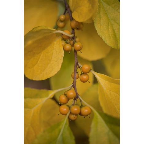 Celastrus orbiculatus 'Diana' 2L 40- 60 (1/3)