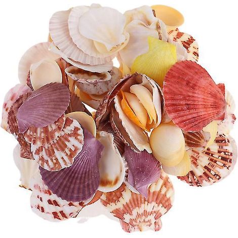 80 Stück Muschelornamente (1/3)
