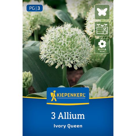 Kiepenkerl Herbstblumenzwiebel Zierlauch Allium Ivory Queen 3 Stück (1/2)