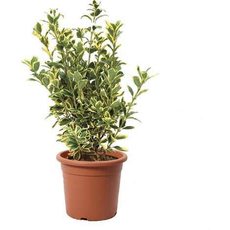 Euonymus Japonicus Bravo - Evonimo - Piante da Esterno da Siepe - H 50-60 cm Vaso Ø 20 cm
