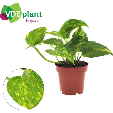 Epipremnum Aureum Scindapsus - Plante Verte d'Intérieur Retombante - Pot Ø 12 cm - H 25 cm - PANGIVO