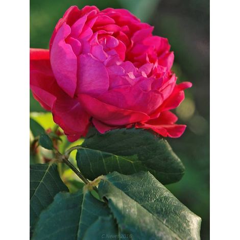 Rosier Générosa® 'Cybelle®' Pot de 4L/5L (1/2)