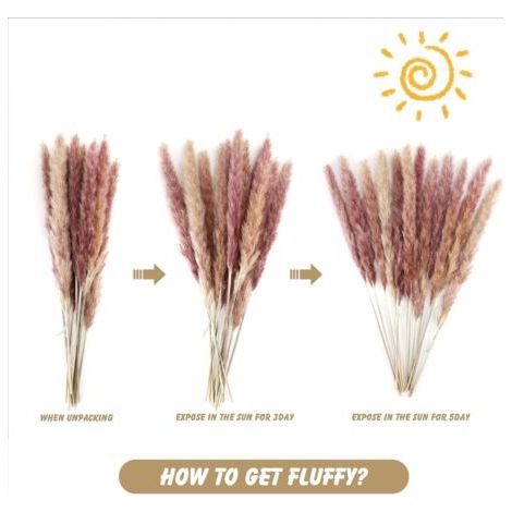Lot de 80 - Fleurs Séchées Pour La Décoration - Bouquet De Fleurs Séchées Naturelles Pampa Blanche Pour La Décoration Bohème (1/5)