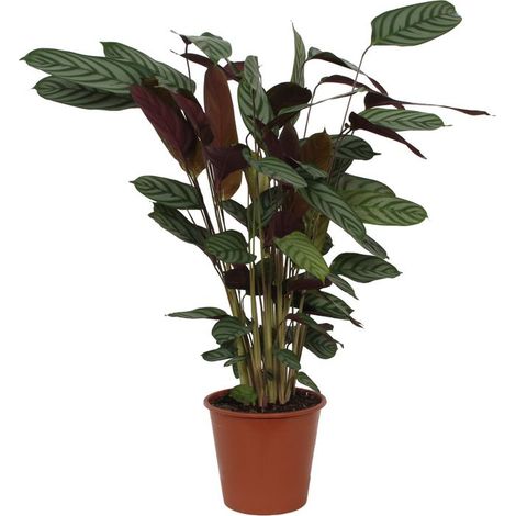 Calathea Compactstar - Plante d'Intérieur Décorative - Vert - Hauteur 80 cm - Ø19 cm - PANGIVO
