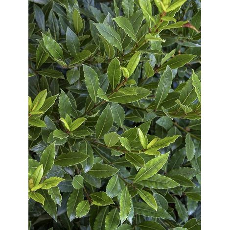 Laurier-Sauce nain 'Little Ragu ' Pot de 4L/5L (1/4)